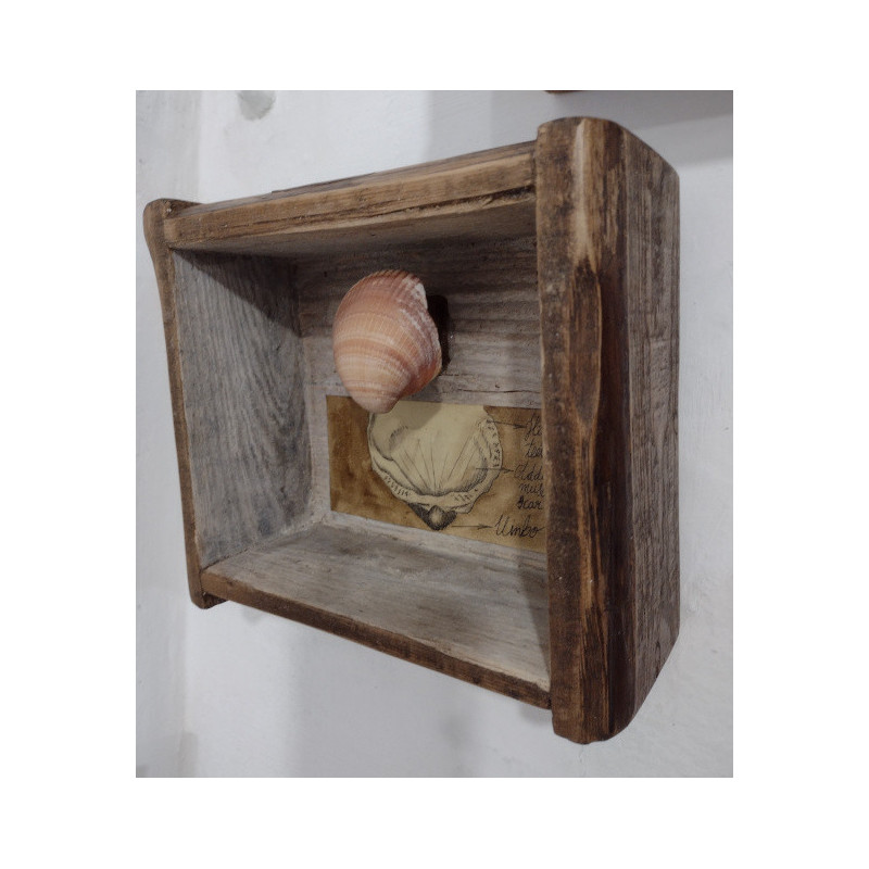 Anatomía de la concha.